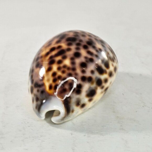 Tiger Cowrie Sea Shell Glossy Brown & White Spotted Ocean Decor - Picture 2 of 8